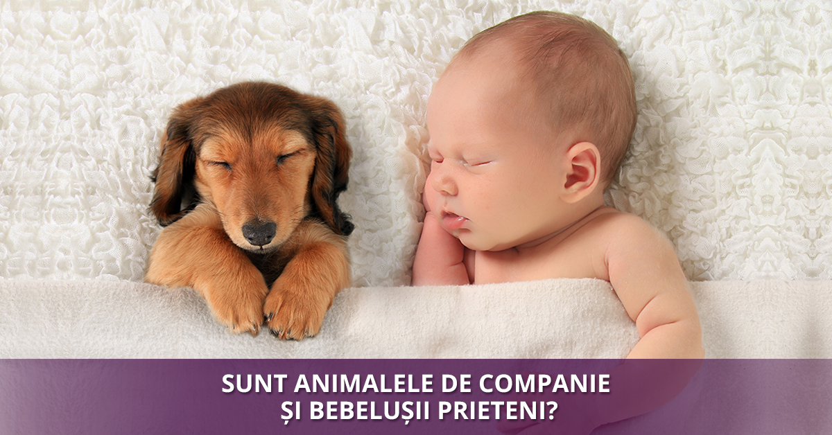 Animalul de companie